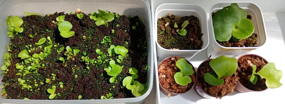 種子専門ショップ 多肉植物・塊根植物・観葉植物 - SEEDSTOCK